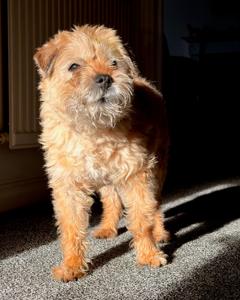 A hairy border terrier bathed in sunlight, and looking off to the side of the camera.