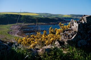 A serene landscape with vibrant yellow flowers in full bloom amidst rocky terrain under an open sky dotted with clouds.