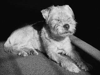 Teazle sat with her eyes closed as she bathes in the sunlight.