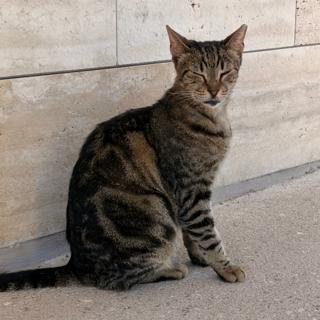A tabby cat spotted at the Ancient Agora.