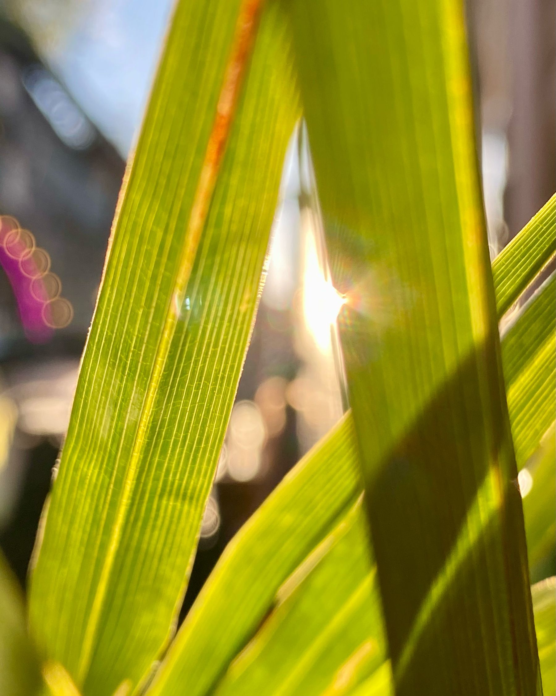 Rays of sunlight illuminating long bright green leaves.