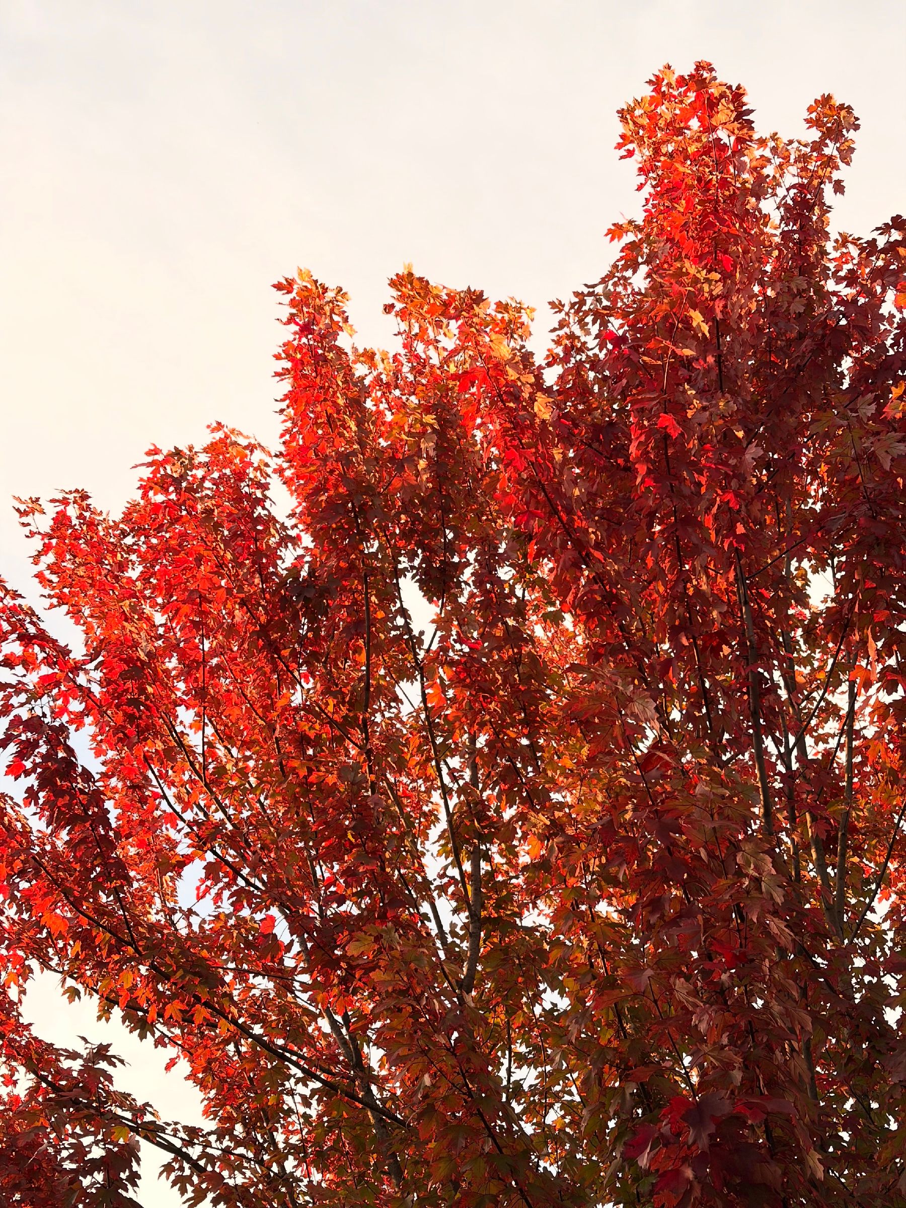 Luminous bright orange leaves on the branches of a maple tree.